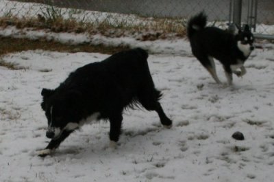 Shadow & Bobop Snow Dogs 057.JPG