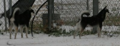 Bebop & Rio Snow Dogs 065.JPG
