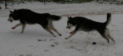 Bebop & Rio Snow Dogs 073.JPG