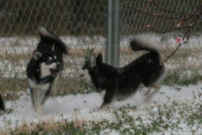 Bebop & Rio Snow Dogs 076.JPG