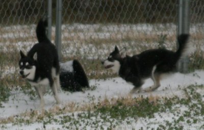 Bebop & Rio Snow Dogs 077.JPG