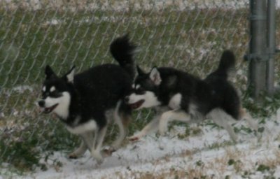 Bebop & Rio Snow Dogs 078.JPG