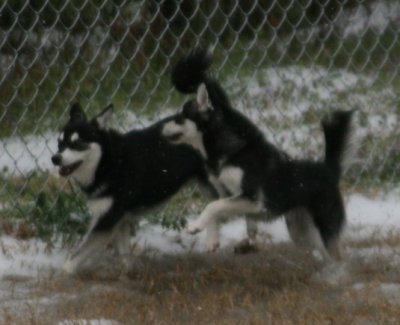Bebop & Rio Snow Dogs 079.JPG