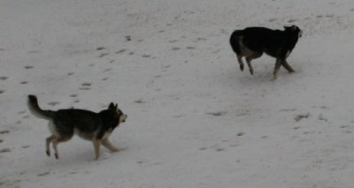 Mandy & Bear Snow Dogs 094.JPG