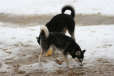 Mandy & Bear Snow Dogs 096.JPG