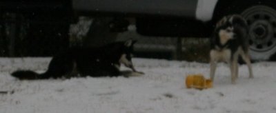 Bear & Mandy Snow Dogs 107.JPG