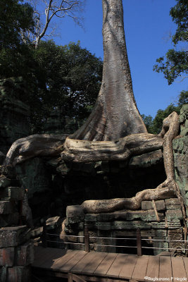 Ta Prohm