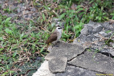 Yellow vented bulbul
