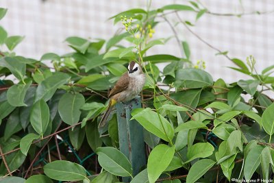 Yellow vented bulbul
