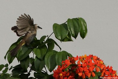 Yellow vented bulbul takeoff ....