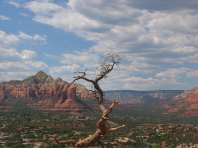 Tree & Red Rock