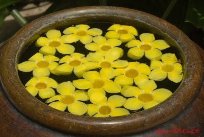 DSC_4304.jpg