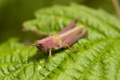 Stethophyma Grossum