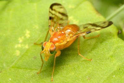 Mouche et autre Diptère