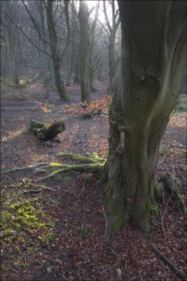 Coopers Hill Wood Cheltenham