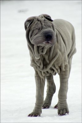 Sharpei