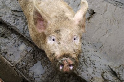 Nosey Pig