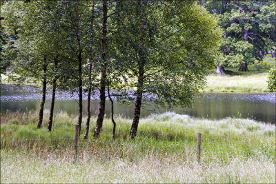 Rydal Water Trees