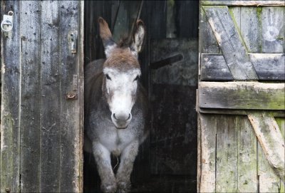 Donkey at Garsdale Station