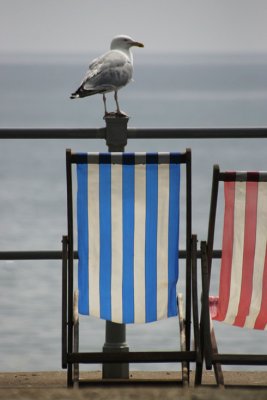 Gull at Seaton