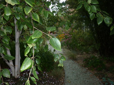 garden 080910b.JPG