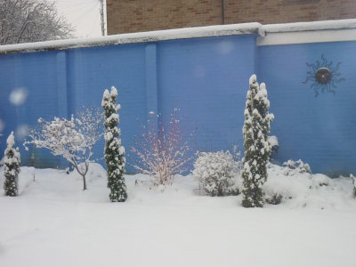 snowy garden 10 12 19