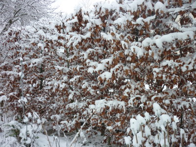 cold hedge - Copy.JPG