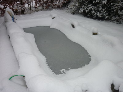the icy pond.JPG