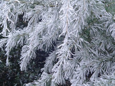 white conifer.JPG