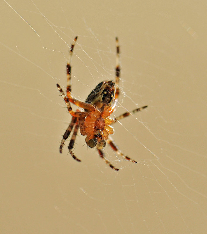 DSC_3471.JPG