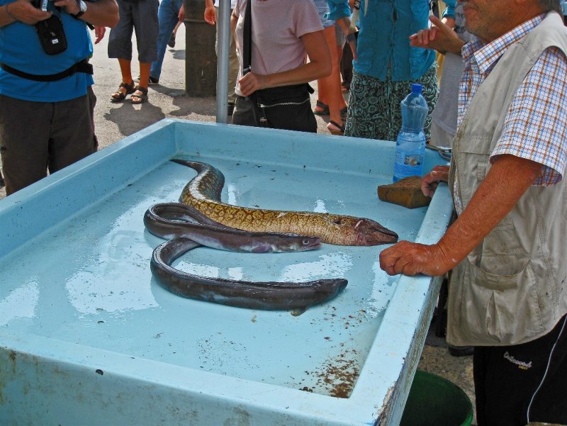 murena+ conger.JPG