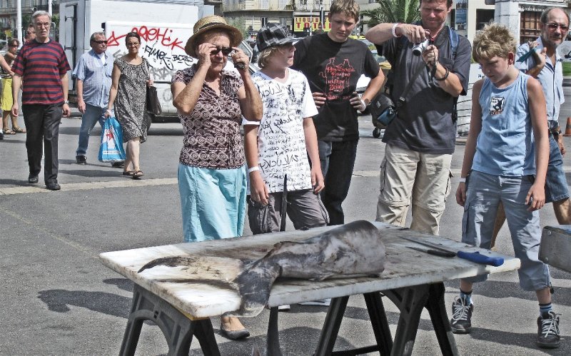 Sword fish.JPG