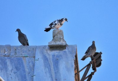 DSC_5043.JPG