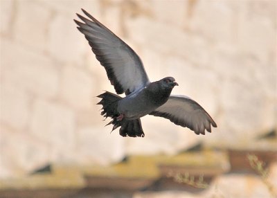DSC_5078.JPG