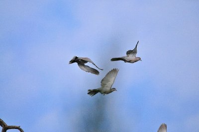 DSC_5164.JPG