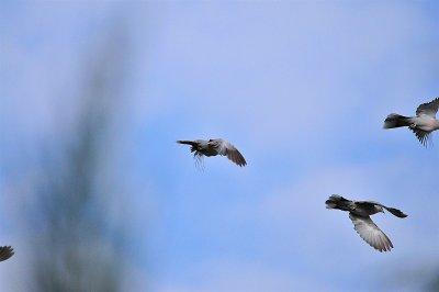 DSC_5165.JPG