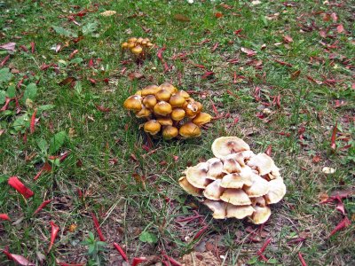 IMG_1564.JPG
