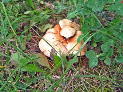 IMG_1566.JPG