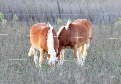 DSC_6232.JPG