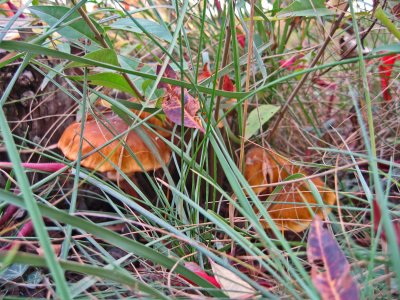 IMG_0868.JPG