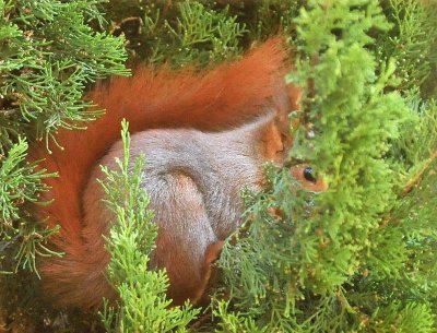 DSC_6543c.jpg
