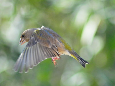 DSC_8776c.jpg