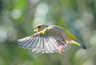 DSC_8803c.jpg