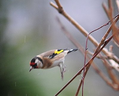 DSC_8886c.jpg