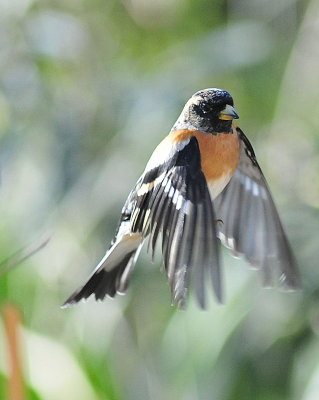 DSC_8954c.jpg