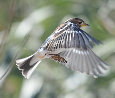 DSC_9145c.jpg