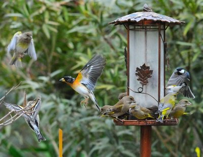DSC_1206c.jpg