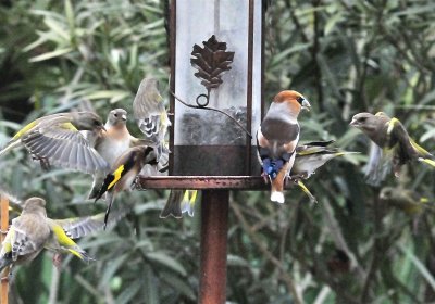 DSC_1063c.jpg