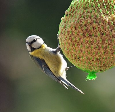 SIGMA 150-500 PICTURES