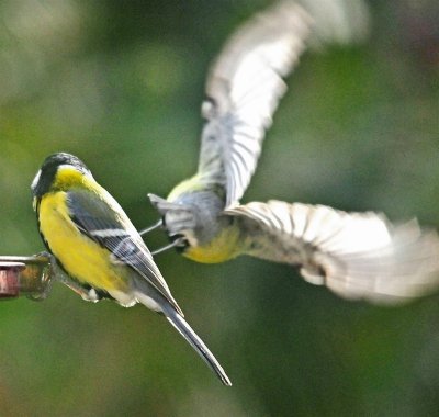DSC_1152c.jpg